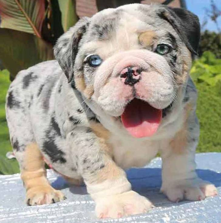 Cachorros Bulldog Inglés ..Inteligentes