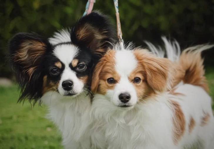Juguetones Cachorros Papillon & Phalene.