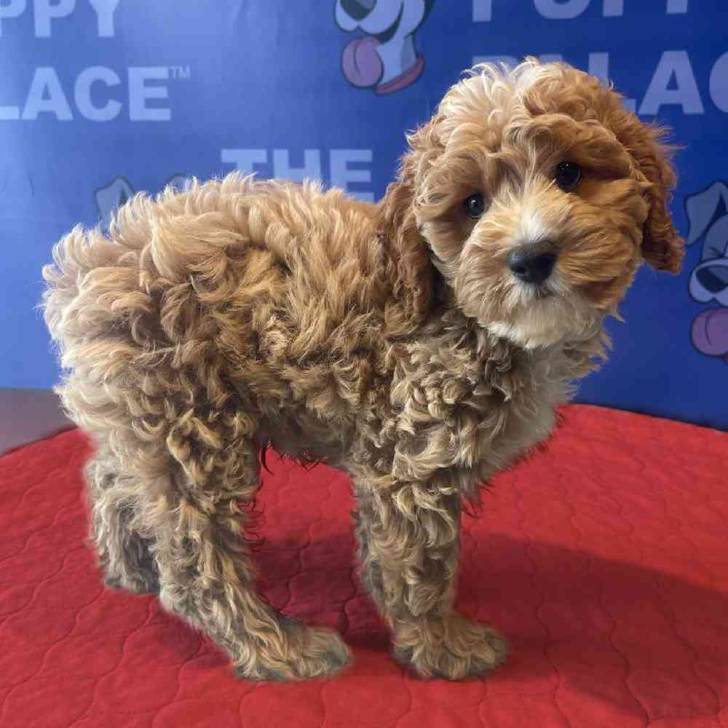 Encant.adores cachorros de Cockapoo