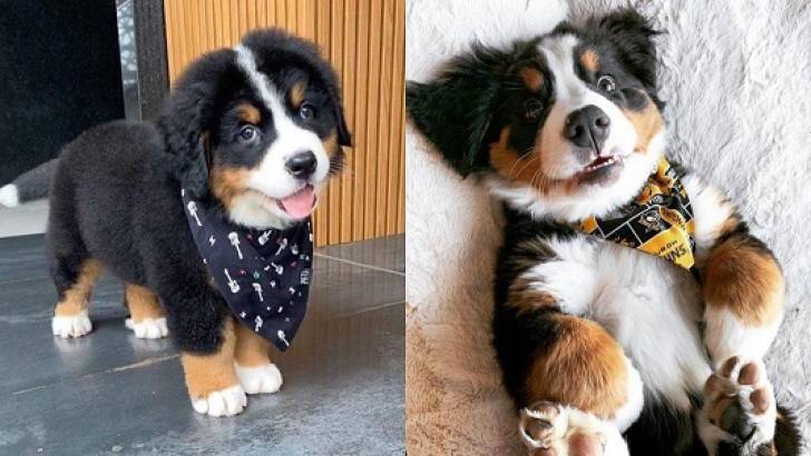 Preciosos Cachorros Berneses.