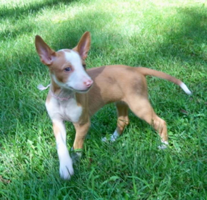 Cachorros de Sabueso. Ibicenco adiestrados