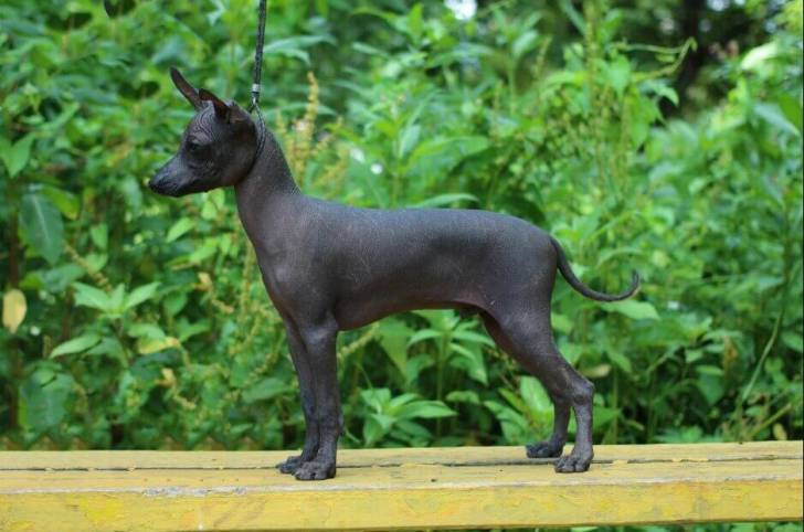 Cachorros de Sabueso. Ibicenco adiestrados