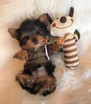 Hermosos cachorros yorkie shire.