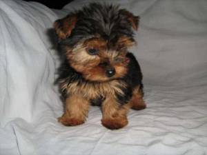 Cachorritos de Yorkshire Terrier.