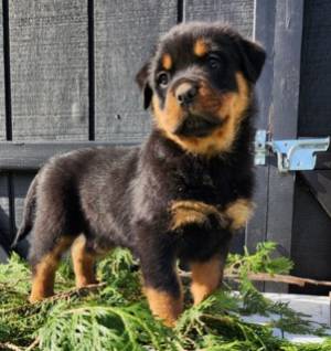 ROTTWEILER CACHORROS