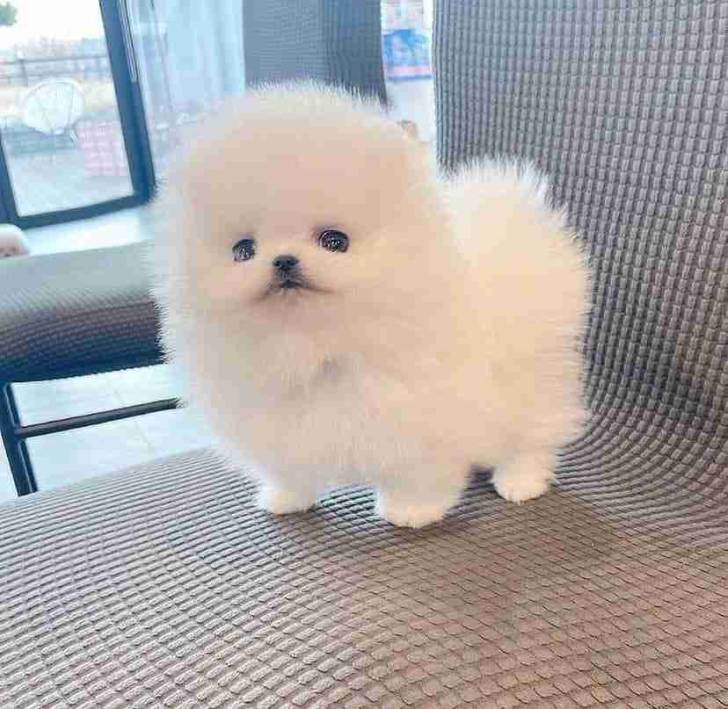 Regalo cachorros de Pomeranian mini para adopcion hj