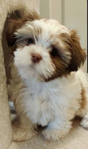 Cachorros Shih Tzu para realojamiento30