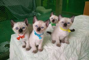 SIAMESE GATITOS WhatsApp +34 604157213