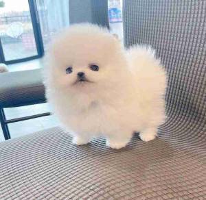 Regalo cachorros de Pomeranian mini para adopcion sz