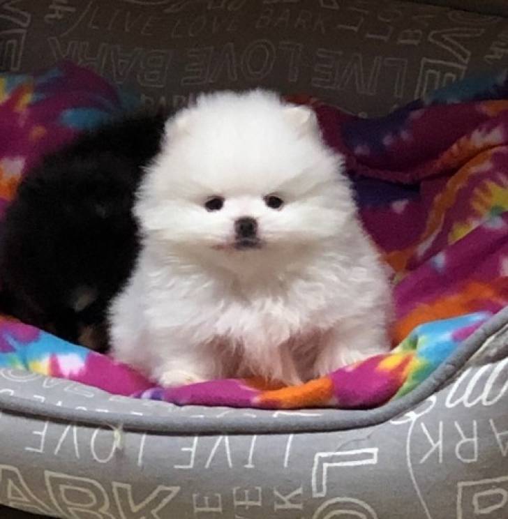 ~~POMERANIA CACHORROS TOY REGALO22
