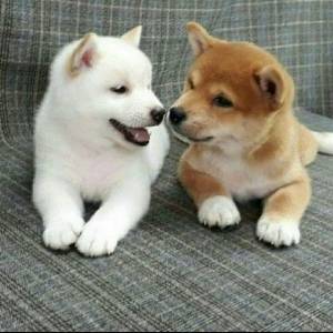.Regalo Cachorros de SHIBA INU bx