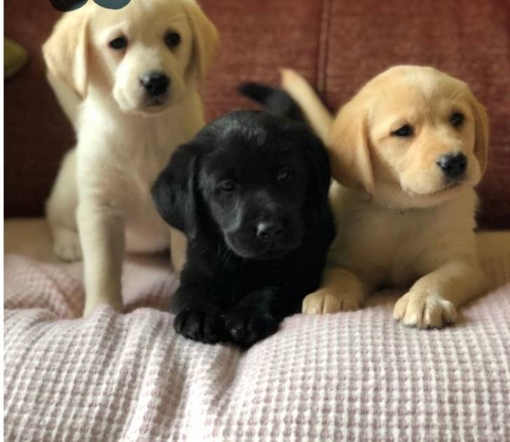 ~! REGALO HERMOSOS LABRADOR RETRIEVER19