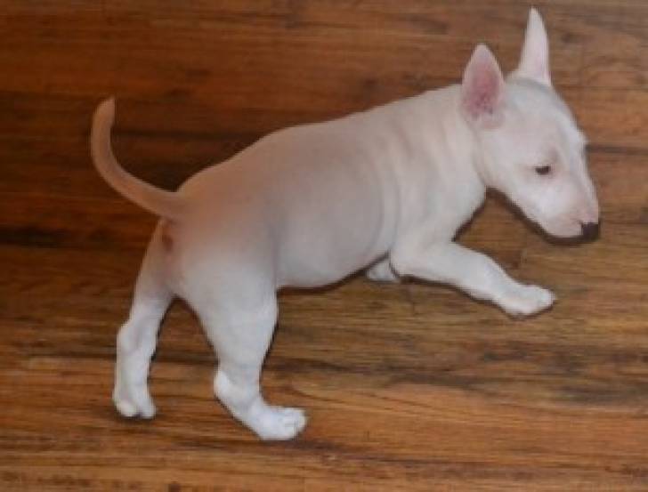 REGALO BULL TERRIER CACHORROS MINI 18
