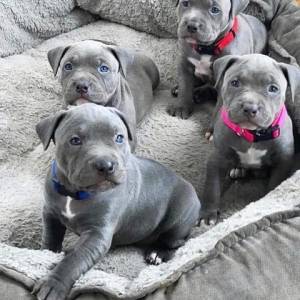 ~~REGALO PITBULL AMERICANO CACHORROS BLUE 17