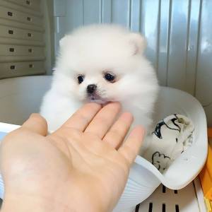 ~~LULU POMERANIA CACHORROS TOY REGALO 17
