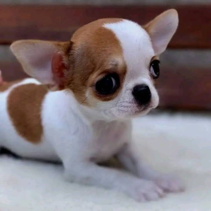 REGALO MINI CHIHUAHUA TOY CACHORROS 0