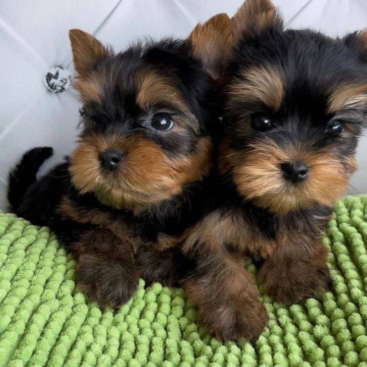 #REGALO MINI TOY YORKSHIRE CACHORROS9