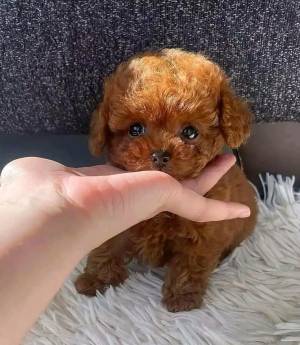 #REGALO HERMOSO CANICHE PEQUENO TOY 0
