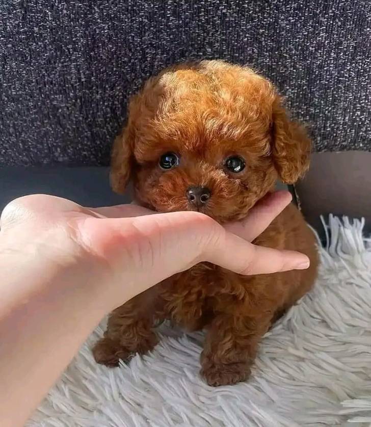 #REGALO HERMOSO CANICHE PEQUENO TOY ....