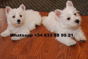 R CACHORROS DE MACHOS Y HEMBRAS WESTY