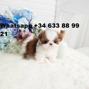 A CACHORROS DE SHIH TZU MINI TOY