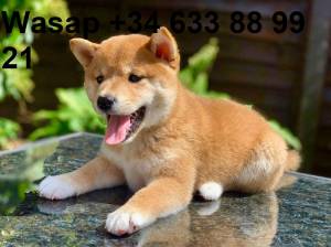Y CAMADA DE CACHORROS SHIBA INU