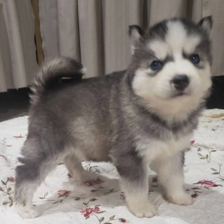 ,Regalo Cachorros de HUSKY SIBERIANO Q