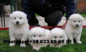 Y CAMADA DE CACHORROS DE SAMOYEDO