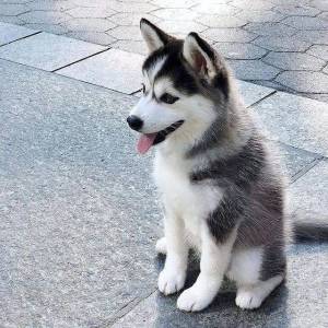 ,Regalo Cachorros de HUSKY SIBERIANO J