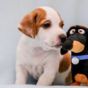 Regalo Cachorros de JACK RUSSELL 2
