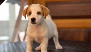 Regalo Cachorros de JACK RUSSELL 1K
