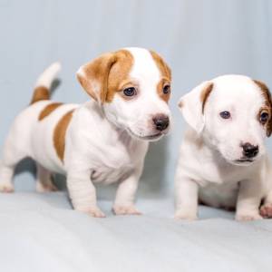 Regalo Cachorros de JACK RUSSELL 1X