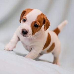 Regalo Cachorros de JACK RUSSELL JK