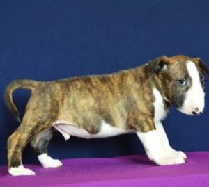 Regalo Cachorros de BULL TERRIER,2r