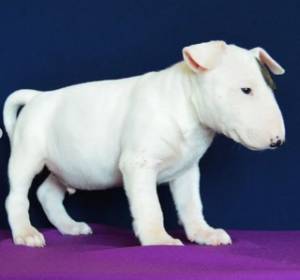 Regalo Cachorros de BULL TERRIER,2y