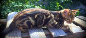 #GATITOS BENGALA(BENGALI) ((+34602682902))  19