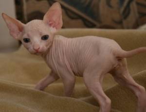 ~REgalo lindo Gatitos Sphynx sin pelo03