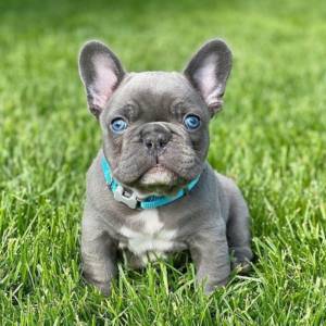 *REGALO LINDO BULLDOG FRANCES CACHORROS BLUE 12
