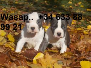 REGALO CACHORROS DE American stanford terrier