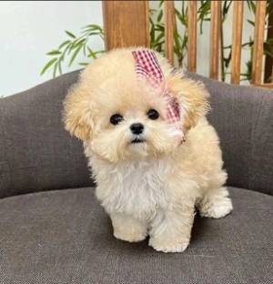 Regalo Cachorros de CANICHE para adopcionD