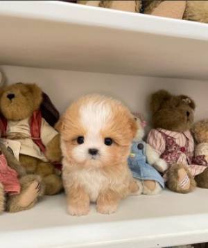 Regalo Cachorros de CANICHE para adopcionX