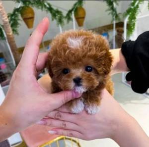 Regalo Cachorros de CANICHE para adopcionN