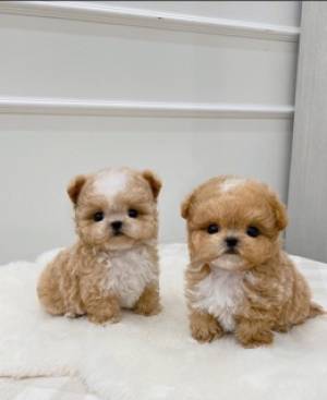 Regalo Cachorros de CANICHE para adopcion1A