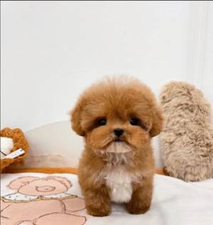 Regalo Cachorros de CANICHE para adopcion1B