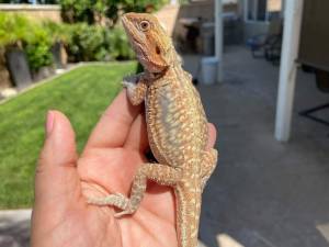 Regalo lindo dragones barbudos para navidad20