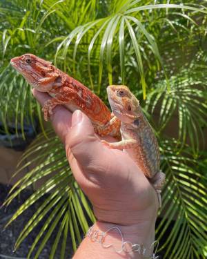 Regalo lindo dragones barbudos para navidad,,