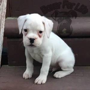 ´Regalo Cachorros de BOXER, 3