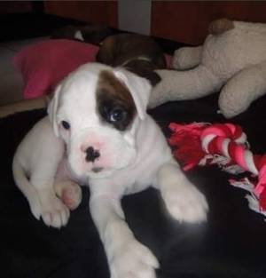 ´Regalo Cachorros de BOXER, 8