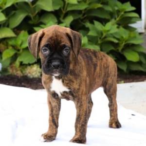 ´Regalo Cachorros de BOXER, ZJ