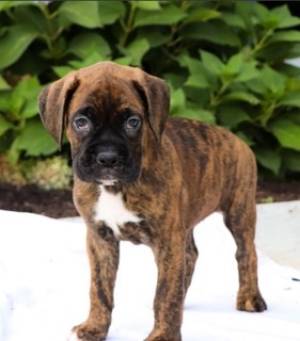 ´Regalo Cachorros de BOXER, DF